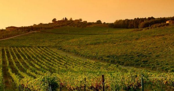 1 Tramonto su una vigna del Chianti