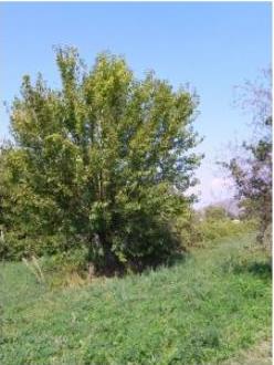 Pianta di gelso, Tuoro sul Trasimeno