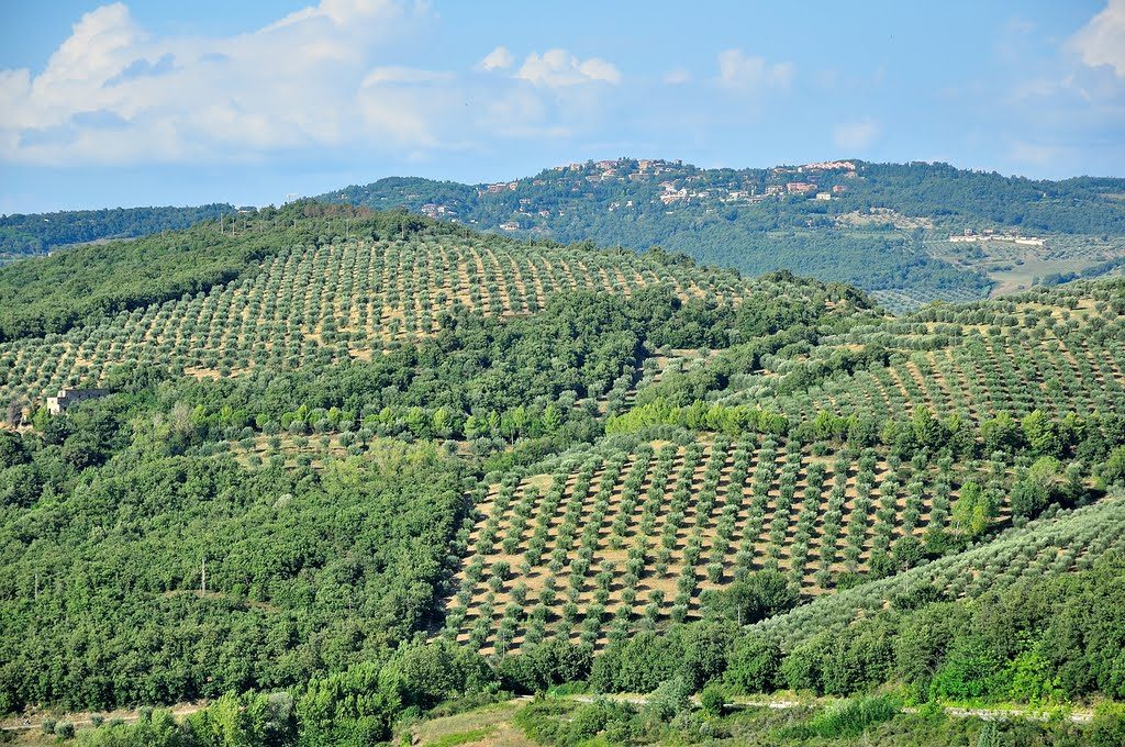 Oliveti del Lago Trasimeno