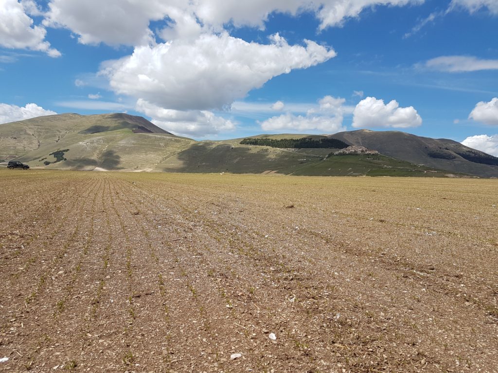 Campo di lenticchia a Castelluccio di Norcia