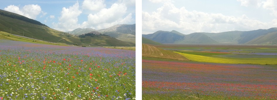 Fioritura a Castelluccio di Norcia