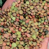 La variabilità del colore del tegumento della lenticchia di Castelluccio di Norcia